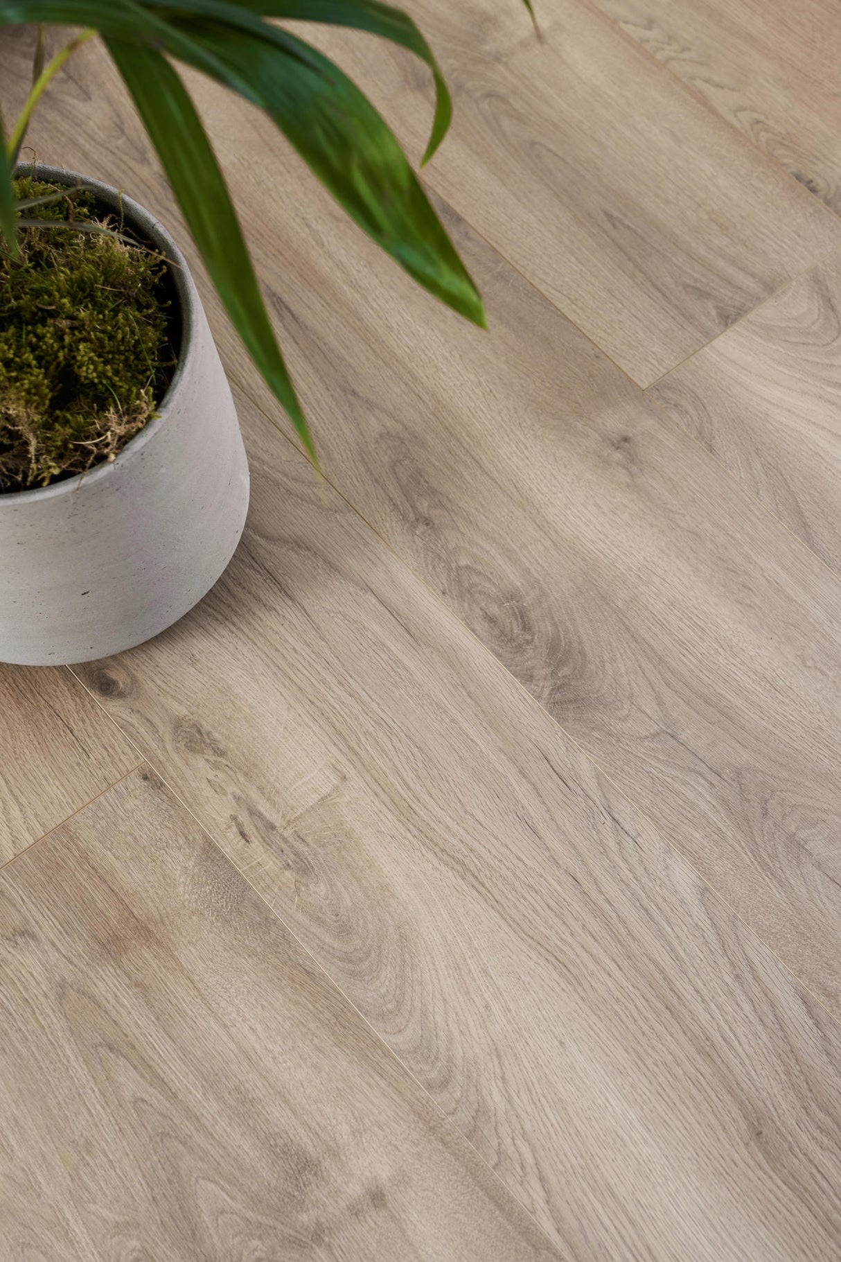 ORGANIC SILENT White oak 354