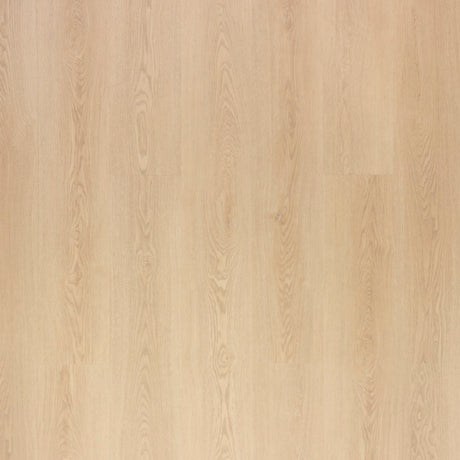 NOVEGO PLUS PRINCETON